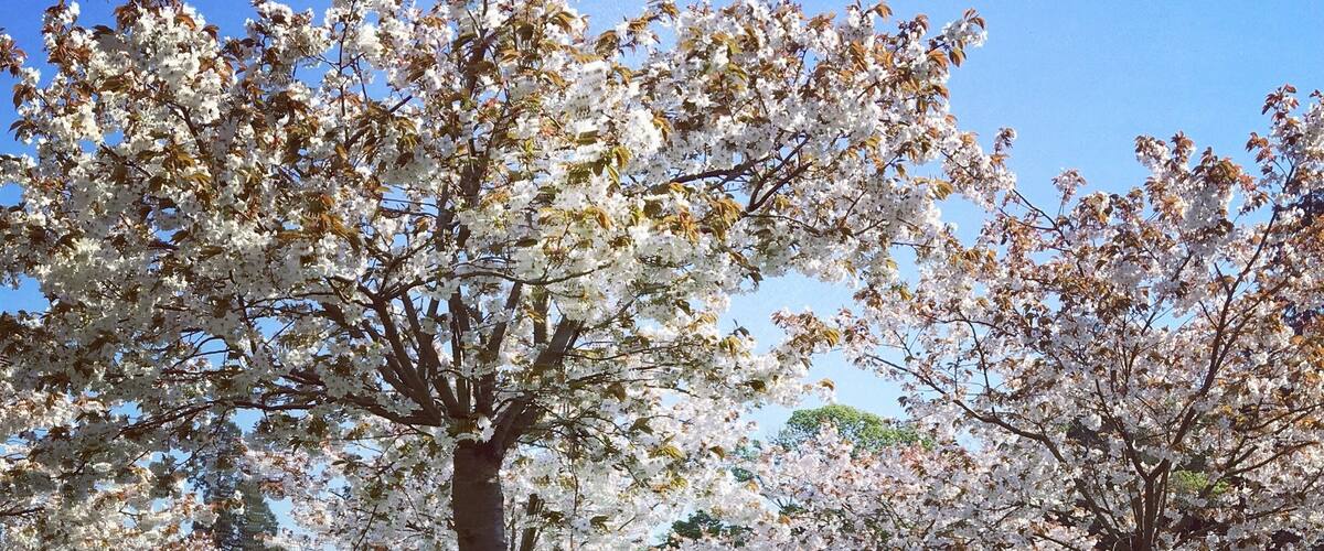 Loving the Spring blossoms at Alnwick Gardens #SpringFun