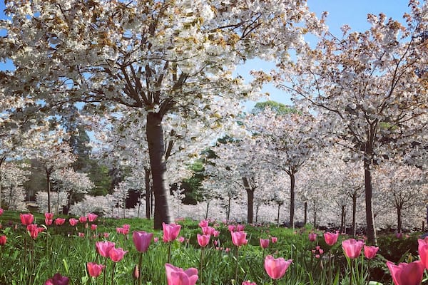 Loving the Spring blossoms at Alnwick Gardens #SpringFun