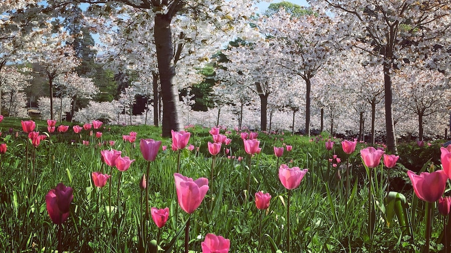 Loving the Spring blossoms at Alnwick Gardens #SpringFun