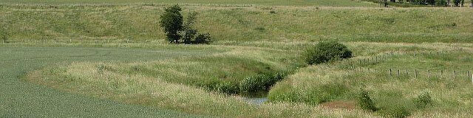 Wheat field near Chatton Arable land beside the Till.
