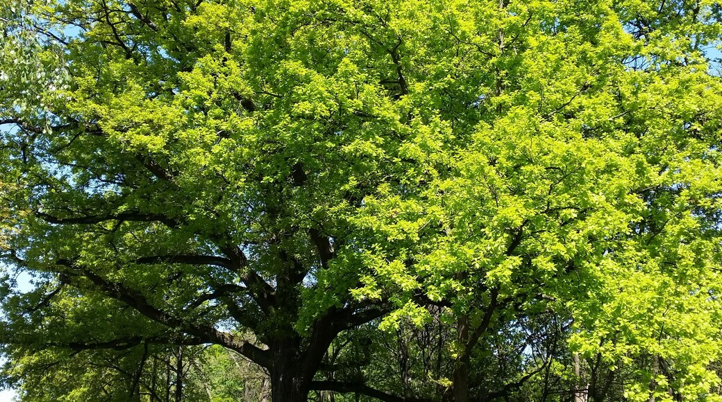 Natural Monument Aschaffenburg No. 14 (ND-06042), tree 3 according to decree by the city of Aschaffenburg from 31.03.1992, 4 oaks (Quercus robur)