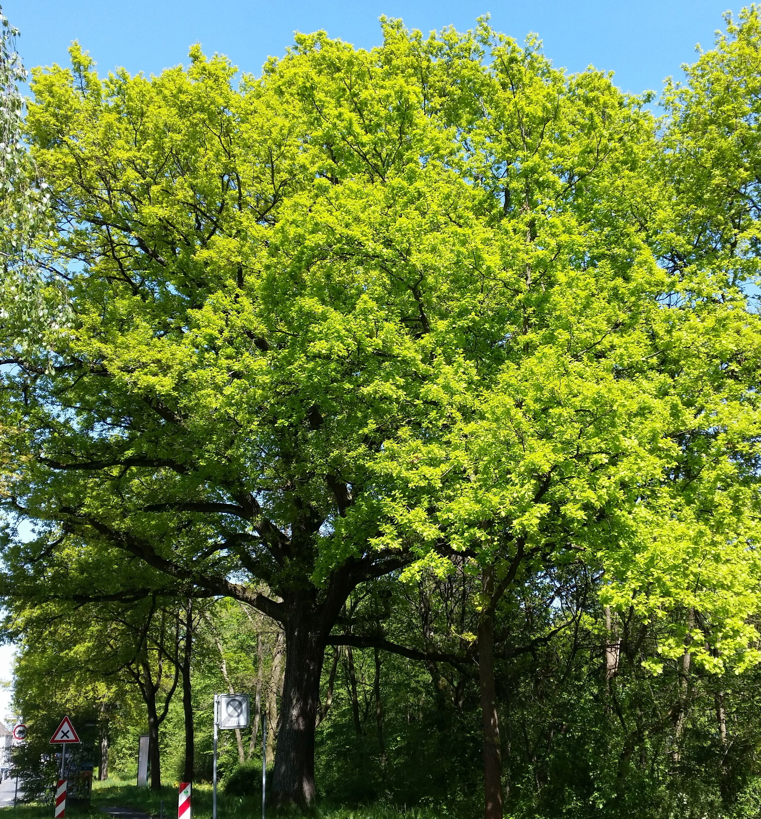 A large tree with dense green foliage.