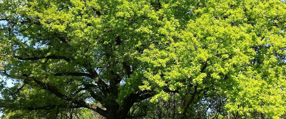 A large tree with dense green foliage.