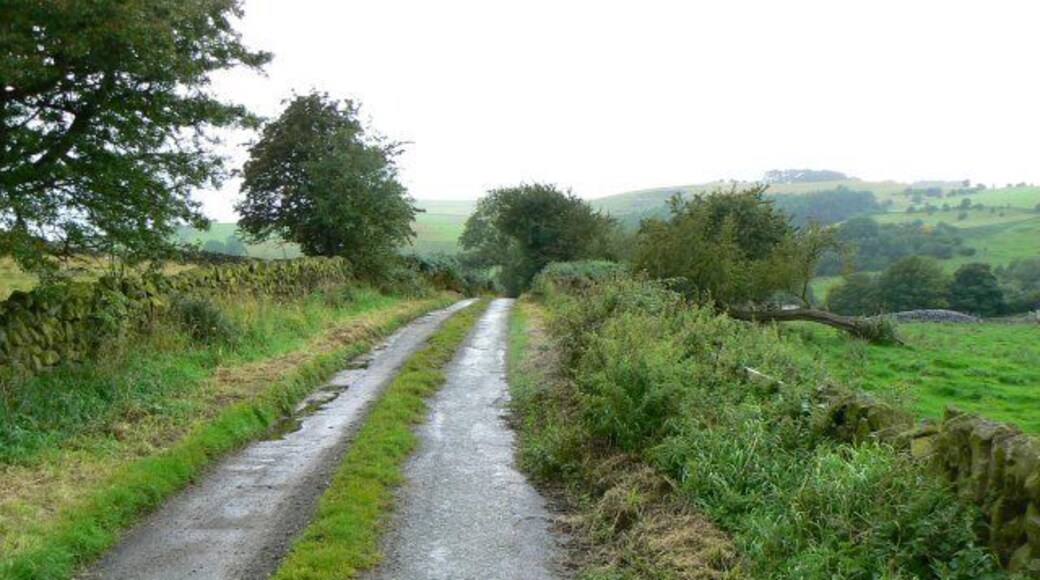 Little-used road Grass growing down the middle of the road leading to Nibs End Farm.