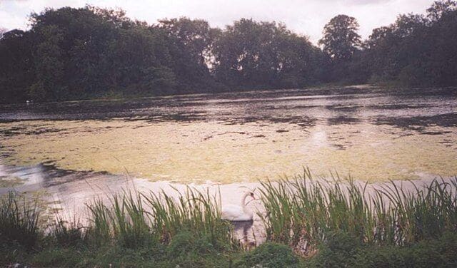 Un lago con lirios acuáticos y un cisne en primer plano.