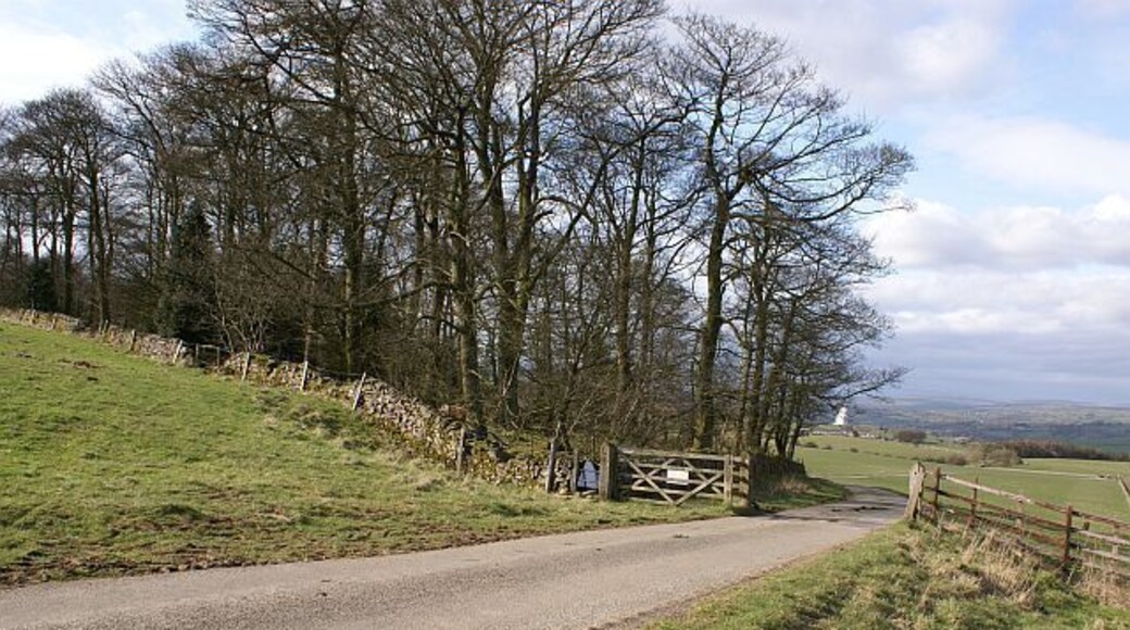 Wetstonebank Plantation The road north of Weaver Farm crosses a cattle grid as it passes the plantation.