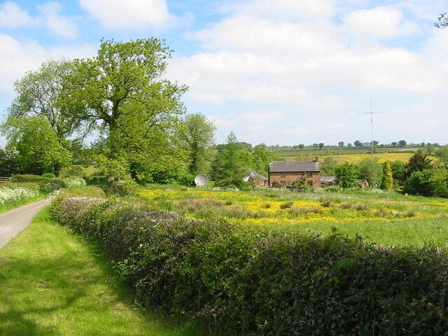 A rural landscape with a path, a large tree, a house, and a field of yellow flowers.