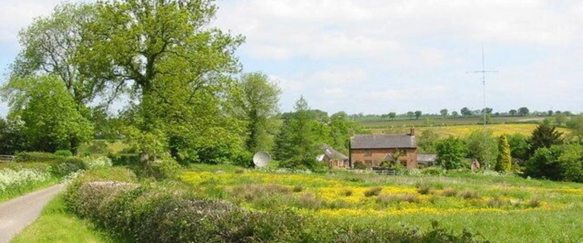 A rural landscape with a path, a large tree, a house, and a field of yellow flowers.
