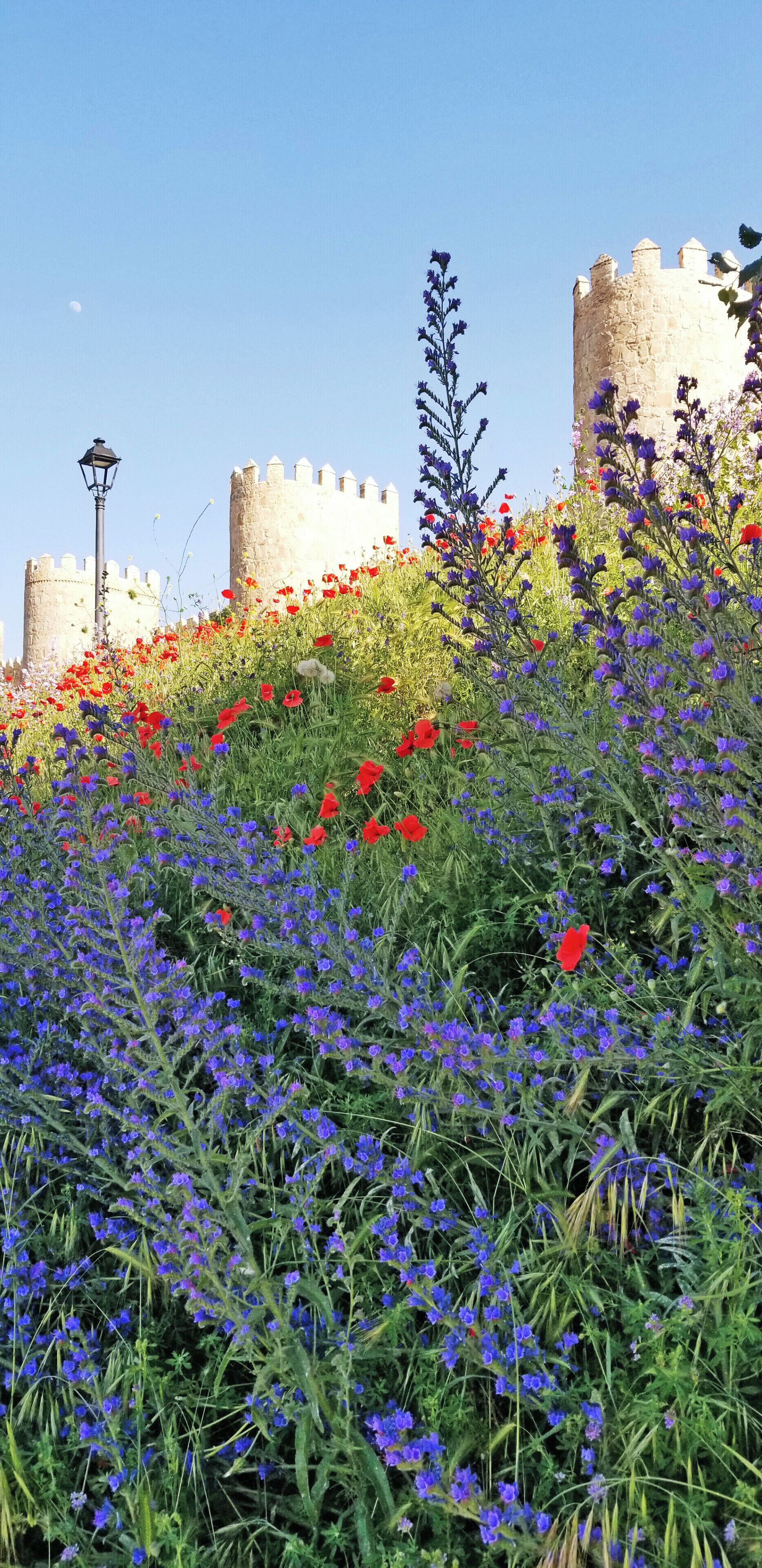 Walls and wildflowers