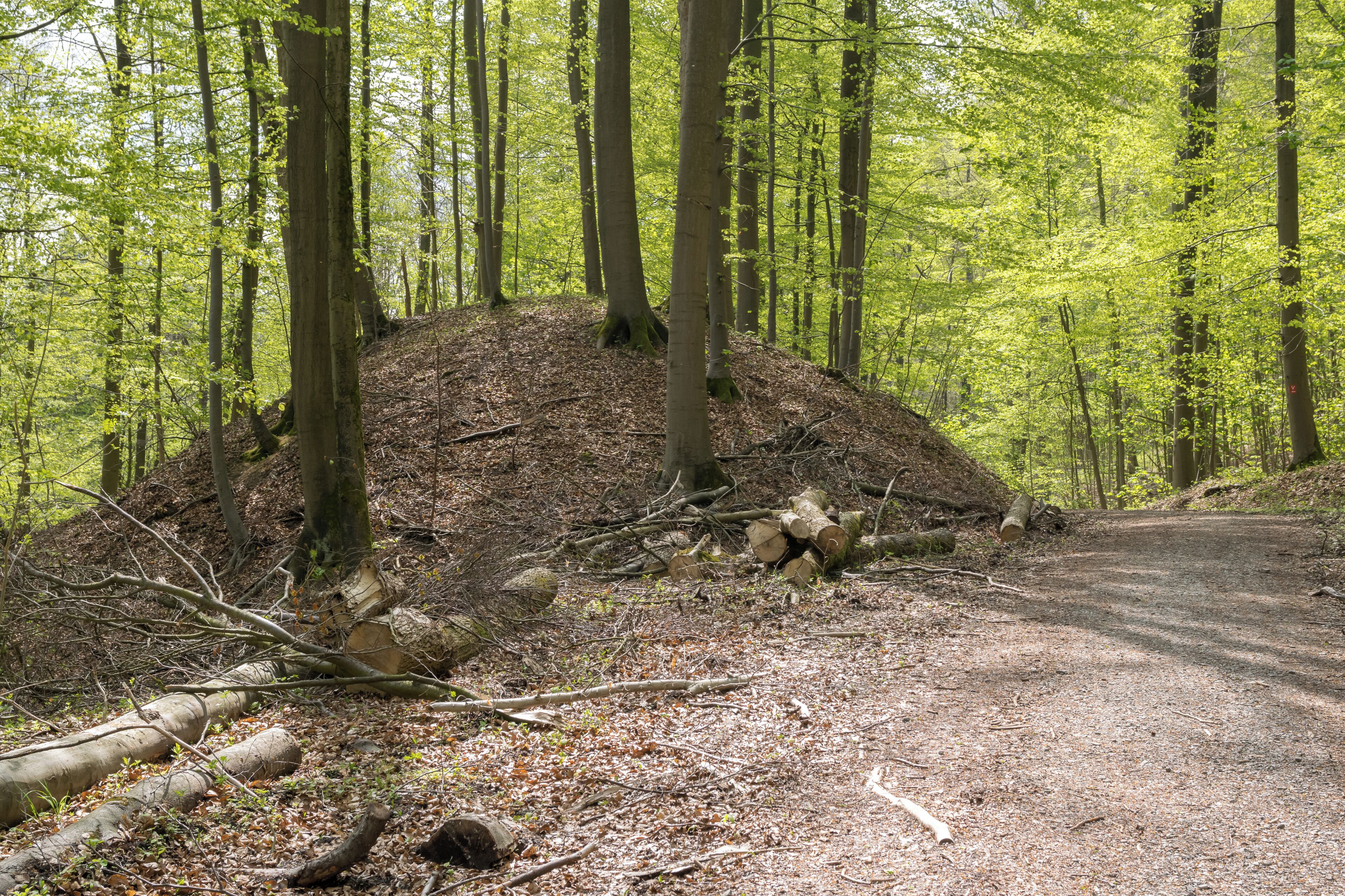 Sachsenweg am Iberg im Naturschutzgebiet Iburg-Aschenhütte, Bad Driburg, Kreis Höxter