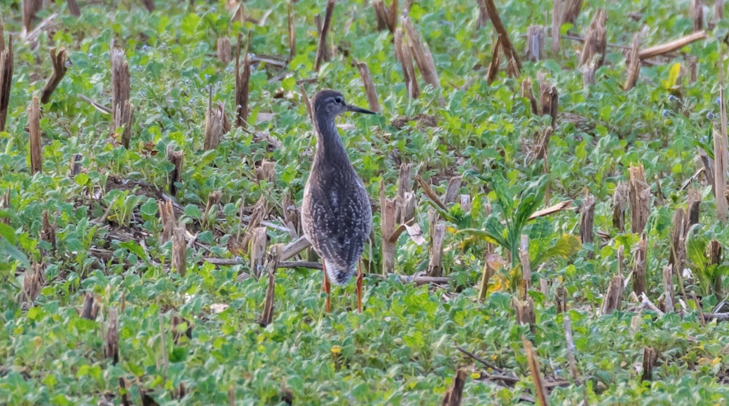 Rotschenkel (Tringa totanus) auf einem Acker am Möncheberg in Bad Driburg