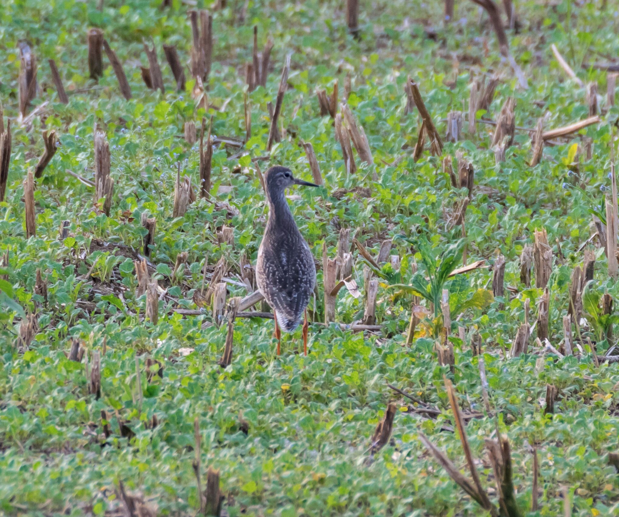 A bird standing in a field of green plants and dry vegetation.