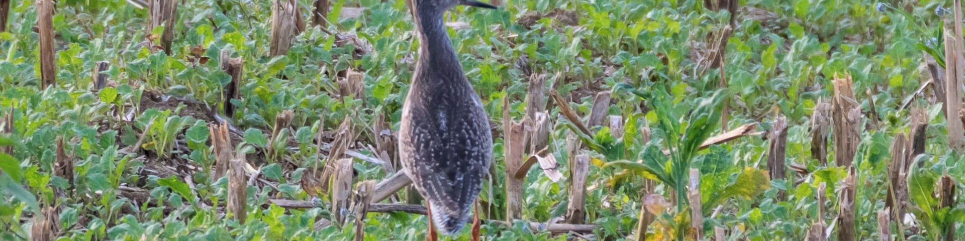 A bird standing in a field of green plants and dry vegetation.