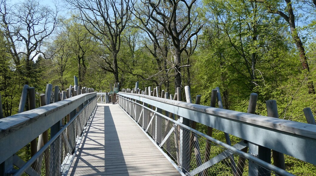 Baumwipfelpfad Bad Driburg