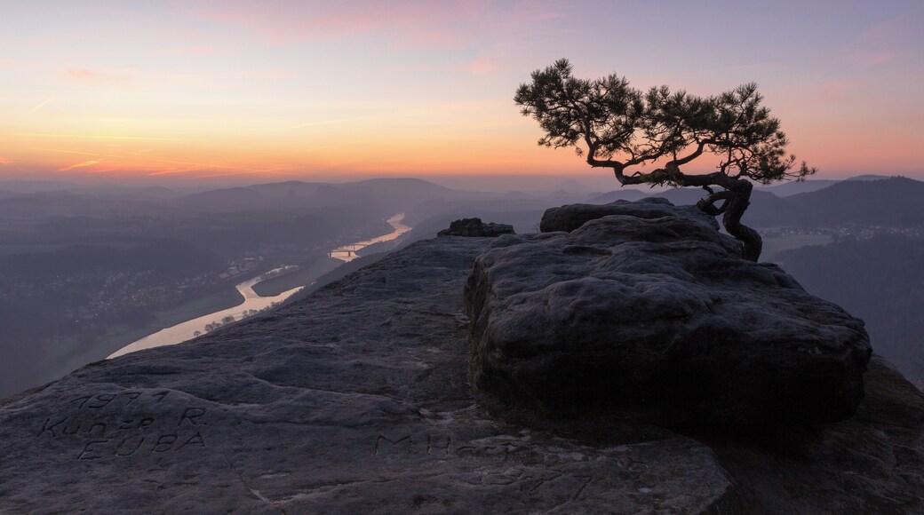 Pine tree on Lilienstein in Nationalpark Sächsische Schweiz, view in direction of Bad Schandau, Saxonia, Germany