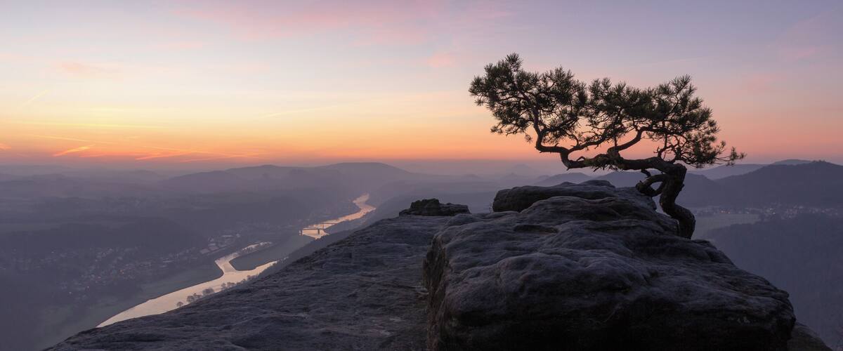 Pine tree on Lilienstein in Nationalpark Sächsische Schweiz, view in direction of Bad Schandau, Saxonia, Germany