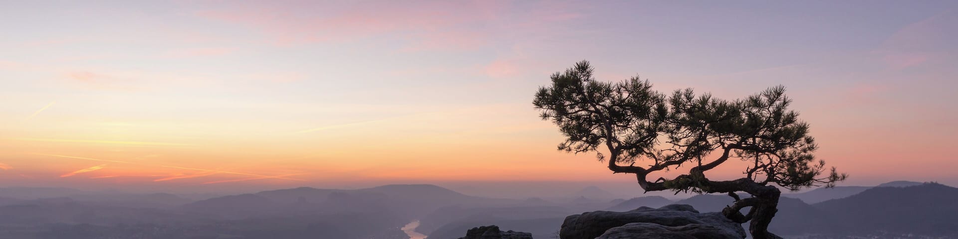 Pine tree on Lilienstein in Nationalpark Sächsische Schweiz, view in direction of Bad Schandau, Saxonia, Germany