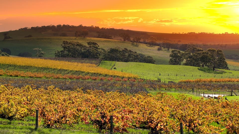 A vineyard at sunset with rows of grapevines and a hilly landscape in the background.