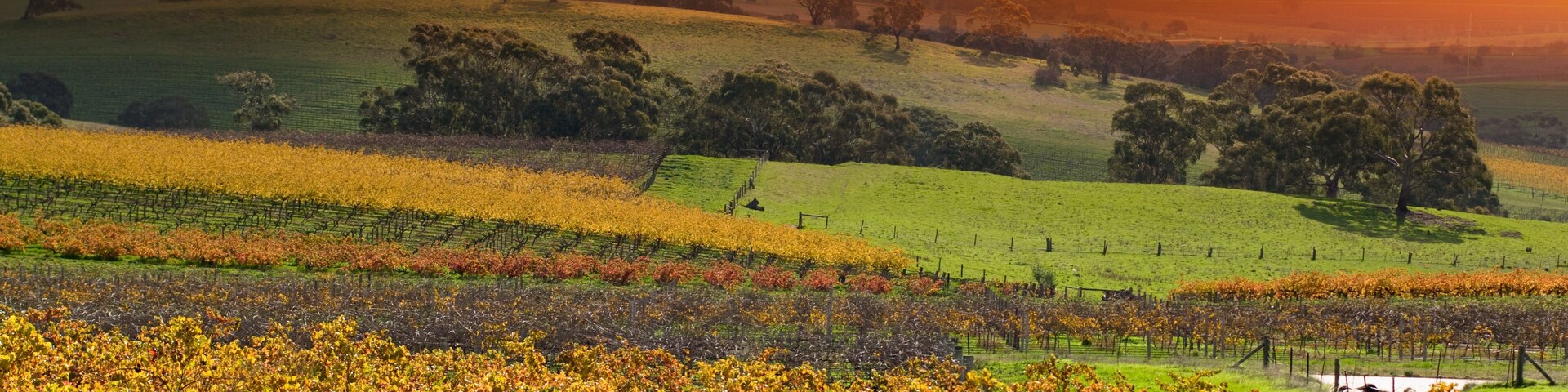 Barossa Valley Vineyards, Shutterstock ID 185372228, Purchase Order: -