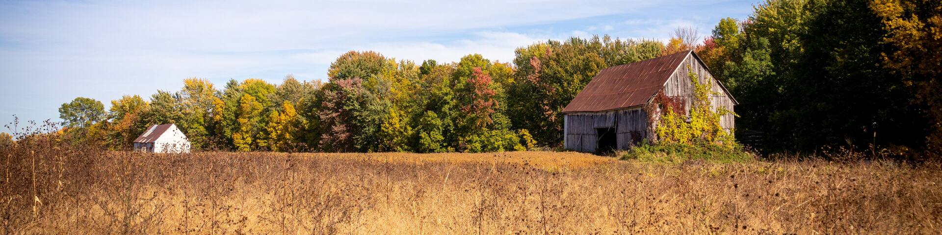 Old abandoned barn in the field autumn season landscape
