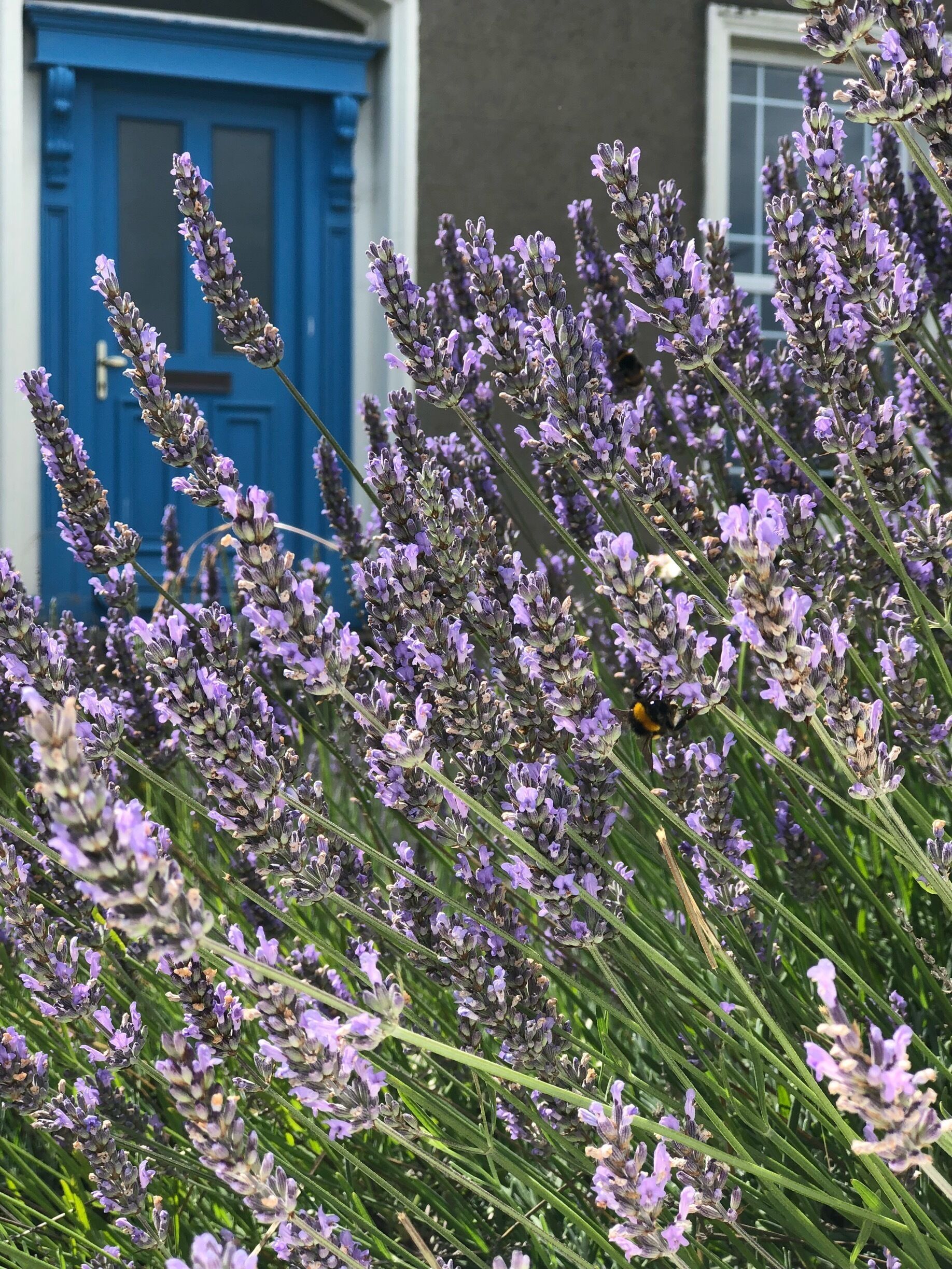 Last week I was in Bray but it looked like Greece!