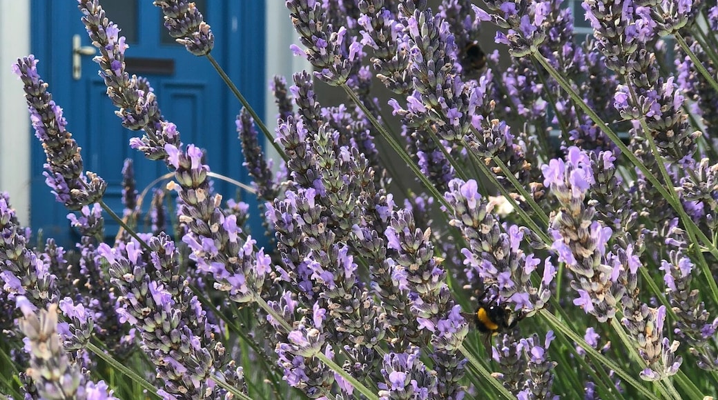 Last week I was in Bray but it looked like Greece!