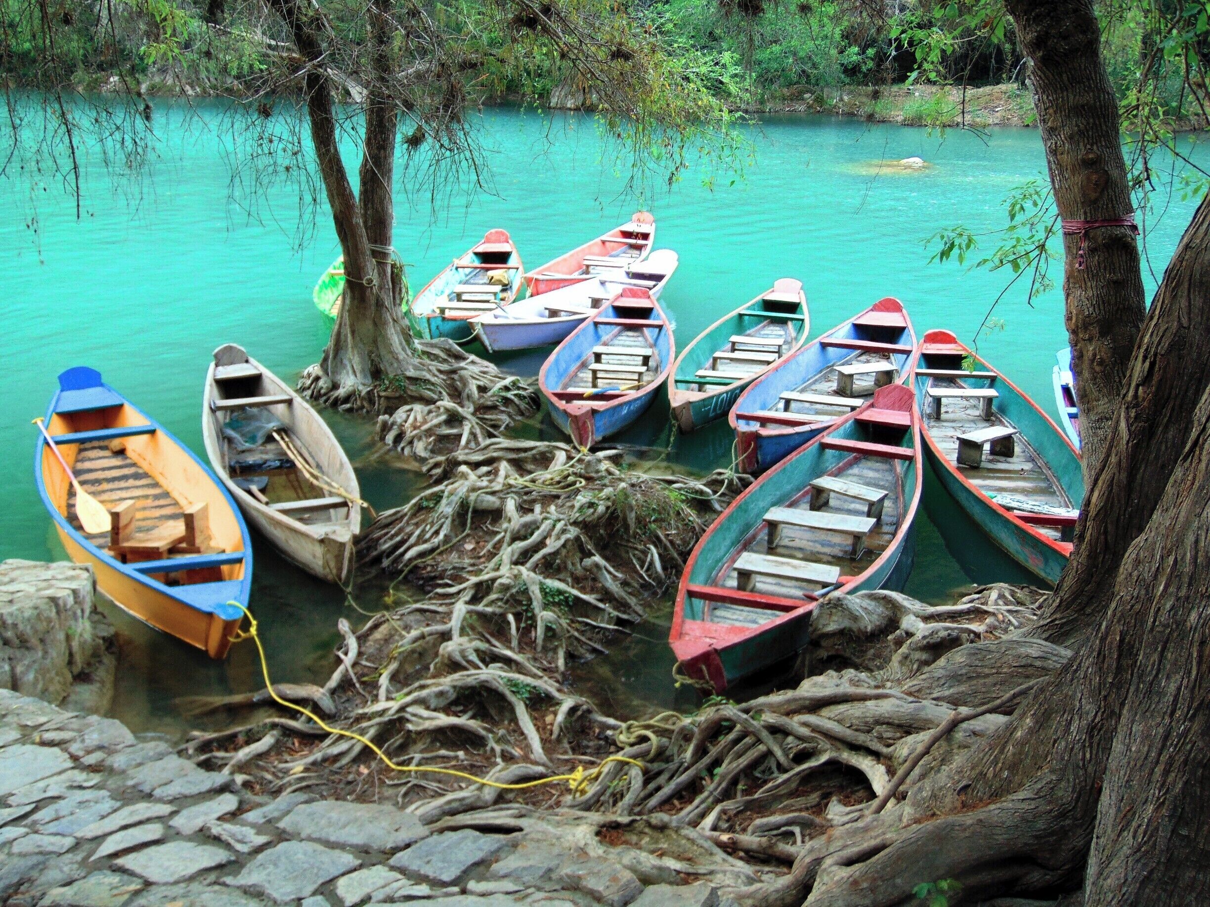 Several small boats tied to a tree trunk in a calm, turquoise river surrounded by lush greenery.