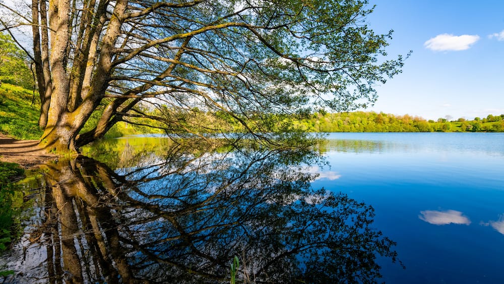 A calm lake with a large tree reflecting on the water, surrounded by lush greenery.