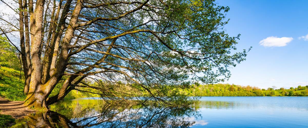 A calm lake with a large tree reflecting on the water, surrounded by lush greenery.