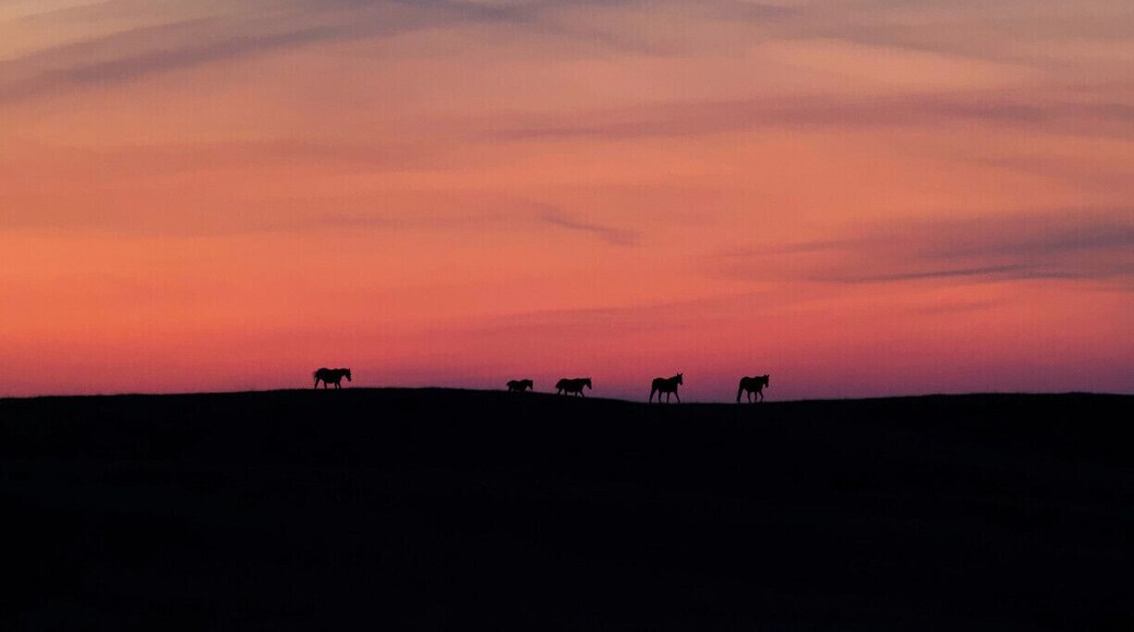 Beautiful sunset with wild horses in the distance. A fantastic end to our camping weekend.
#horses #explorealberta #sunset #goldenhour