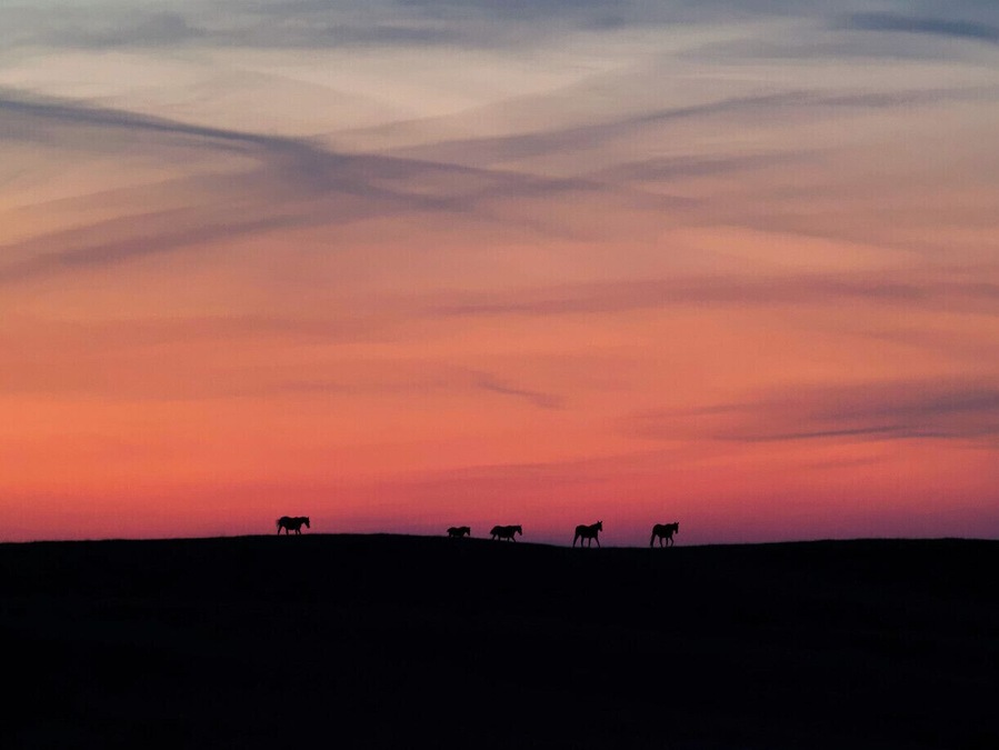 Beautiful sunset with wild horses in the distance. A fantastic end to our camping weekend.
#horses #explorealberta #sunset #goldenhour