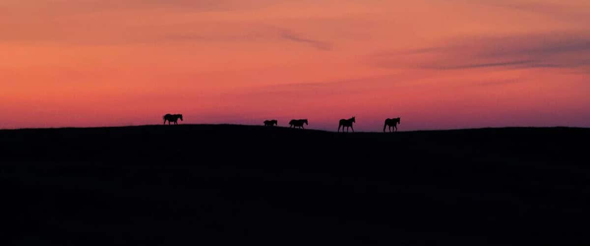 A sunset over a flat landscape with silhouettes of horses grazing.