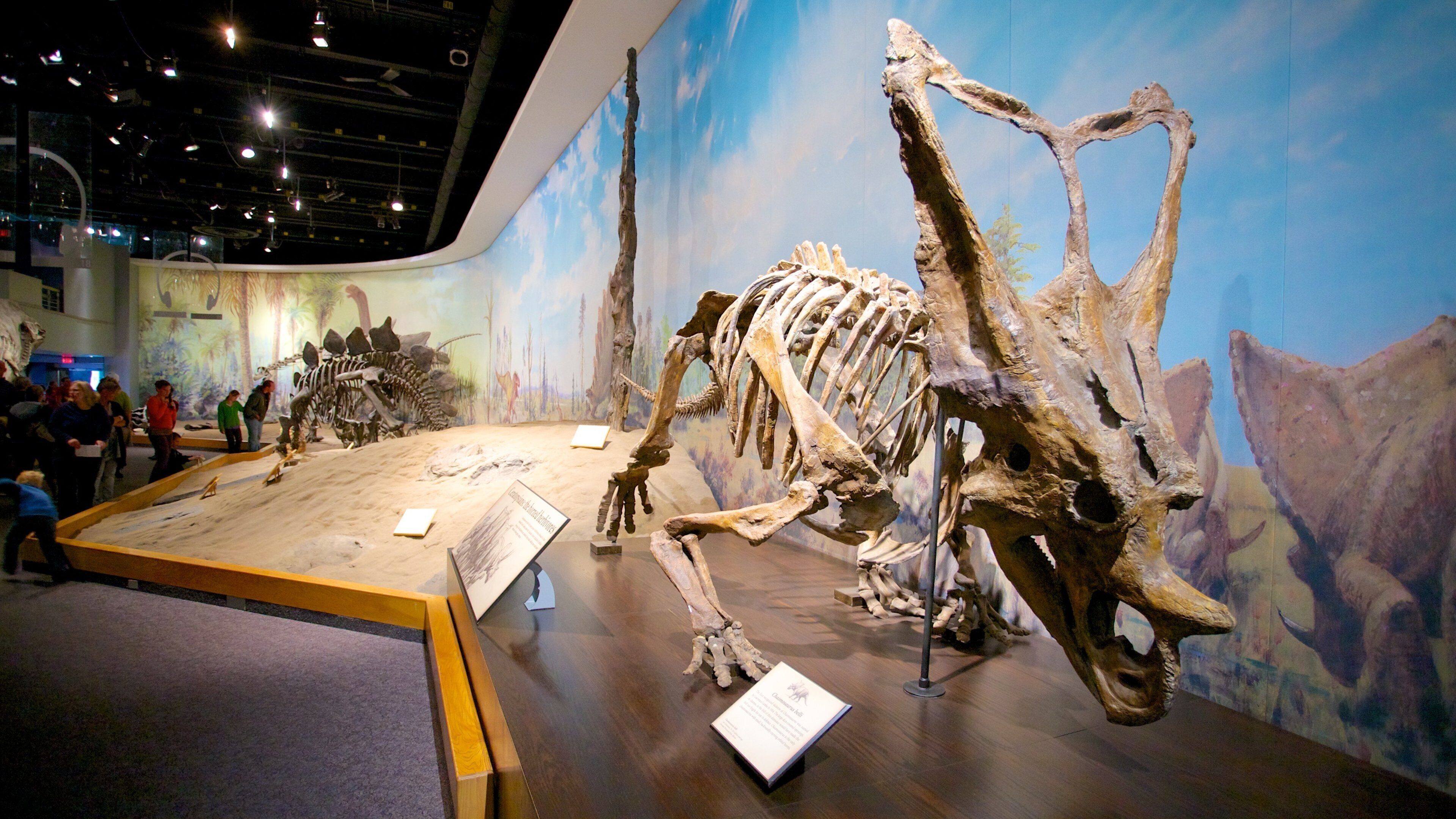 A dinosaur skeleton exhibit with a large sauropod skeleton and a smaller theropod skeleton.