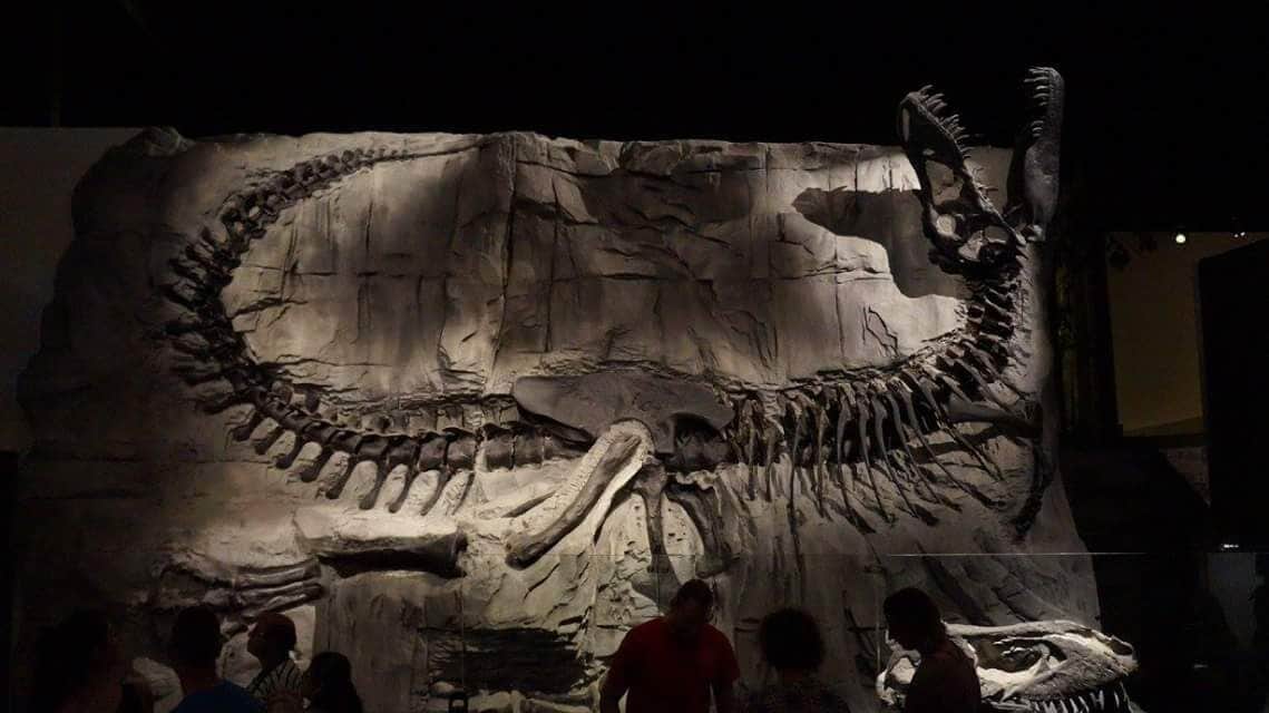 Black beauty. Very impresive such a Large skelleton. Beautyful museum and also very kids friendly.