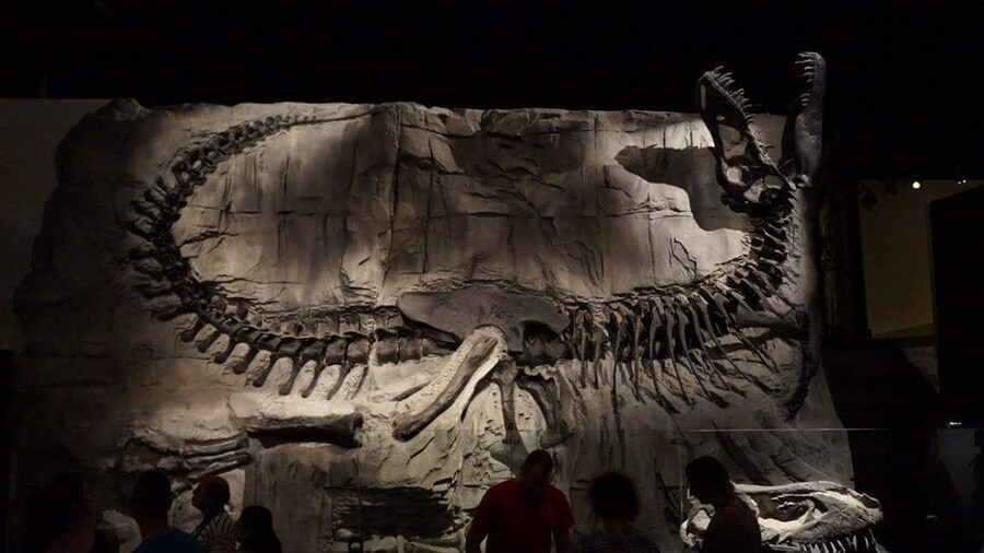 Black beauty. Very impresive such a Large skelleton. Beautyful museum and also very kids friendly.