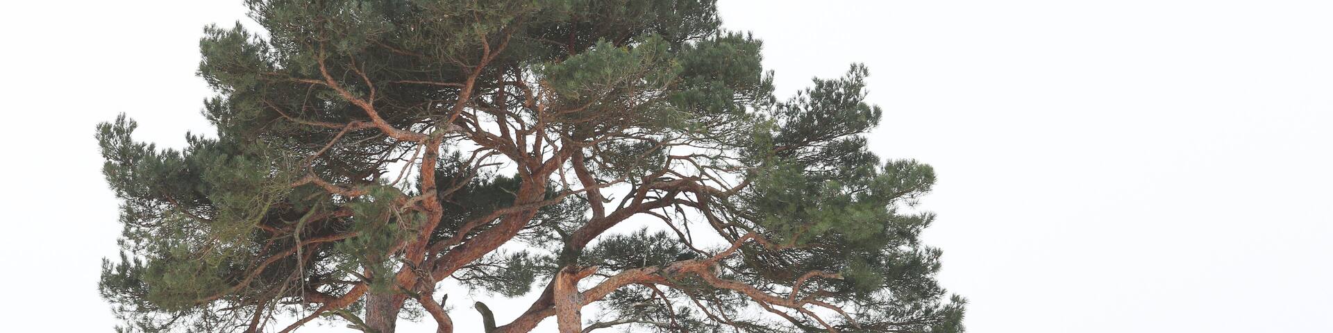 Amazing Natura2000 area, at my visit covered in snow but normally a huge area of sand dunes. Amazing woods, Heather and wildlife. #BvS100k