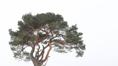 Amazing Natura2000 area, at my visit covered in snow but normally a huge area of sand dunes. Amazing woods, Heather and wildlife. #BvS100k