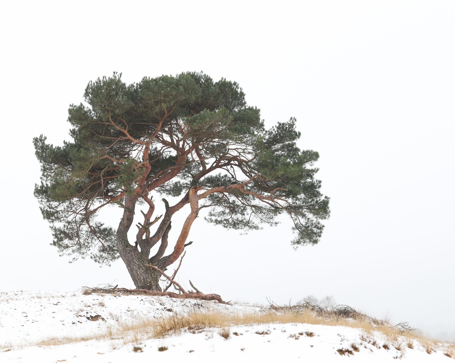 Amazing Natura2000 area, at my visit covered in snow but normally a huge area of sand dunes. Amazing woods, Heather and wildlife. #BvS100k