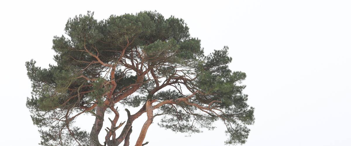 A solitary pine tree on a snow-covered hill.