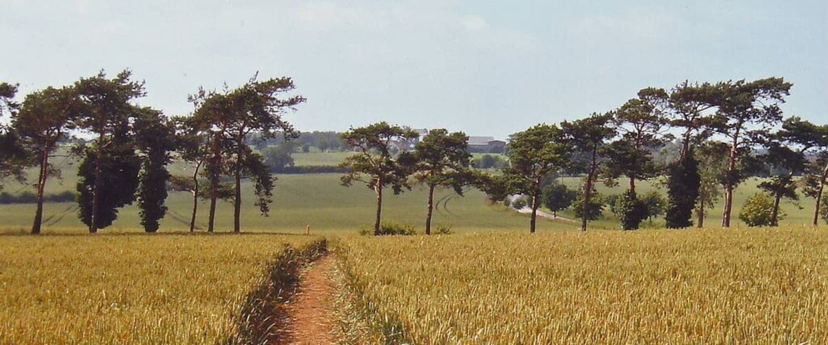 A wheat field with a dirt path leading through it, surrounded by trees.