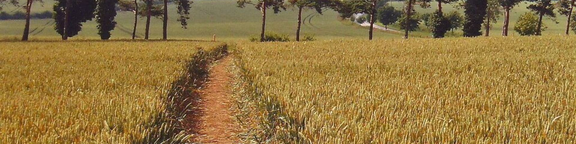 A wheat field with a dirt path leading through it, surrounded by trees.
