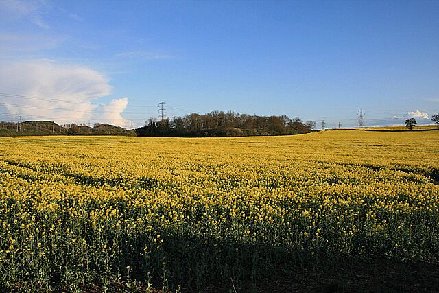 View toward Hipsey Spinney From the entrance road of Toddington services. With the rape in full bloom.