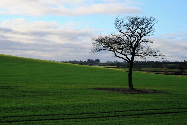 Tree In Field Next to Toddington northbound services.