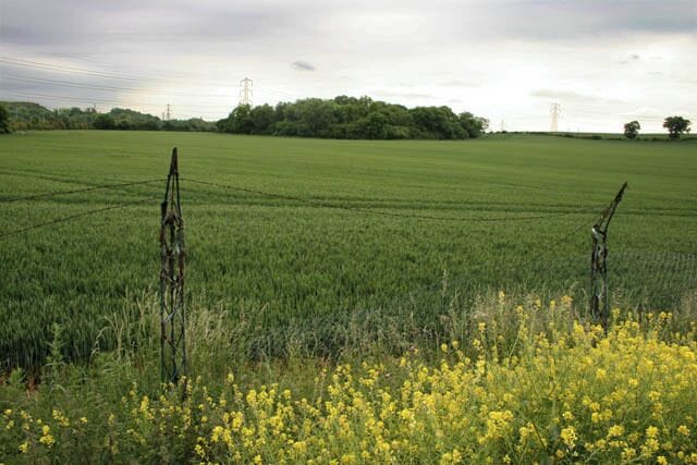 Last Year Rape, This Year Wheat. See 793971. Typical of rape it has colonised the field boundary.
