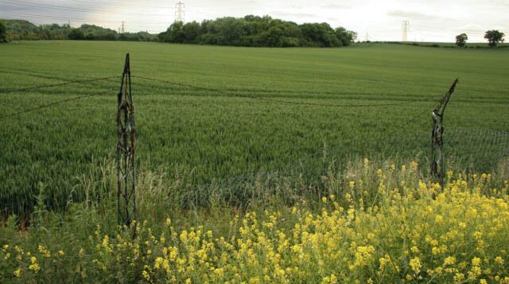 Last Year Rape, This Year Wheat. See 793971. Typical of rape it has colonised the field boundary.