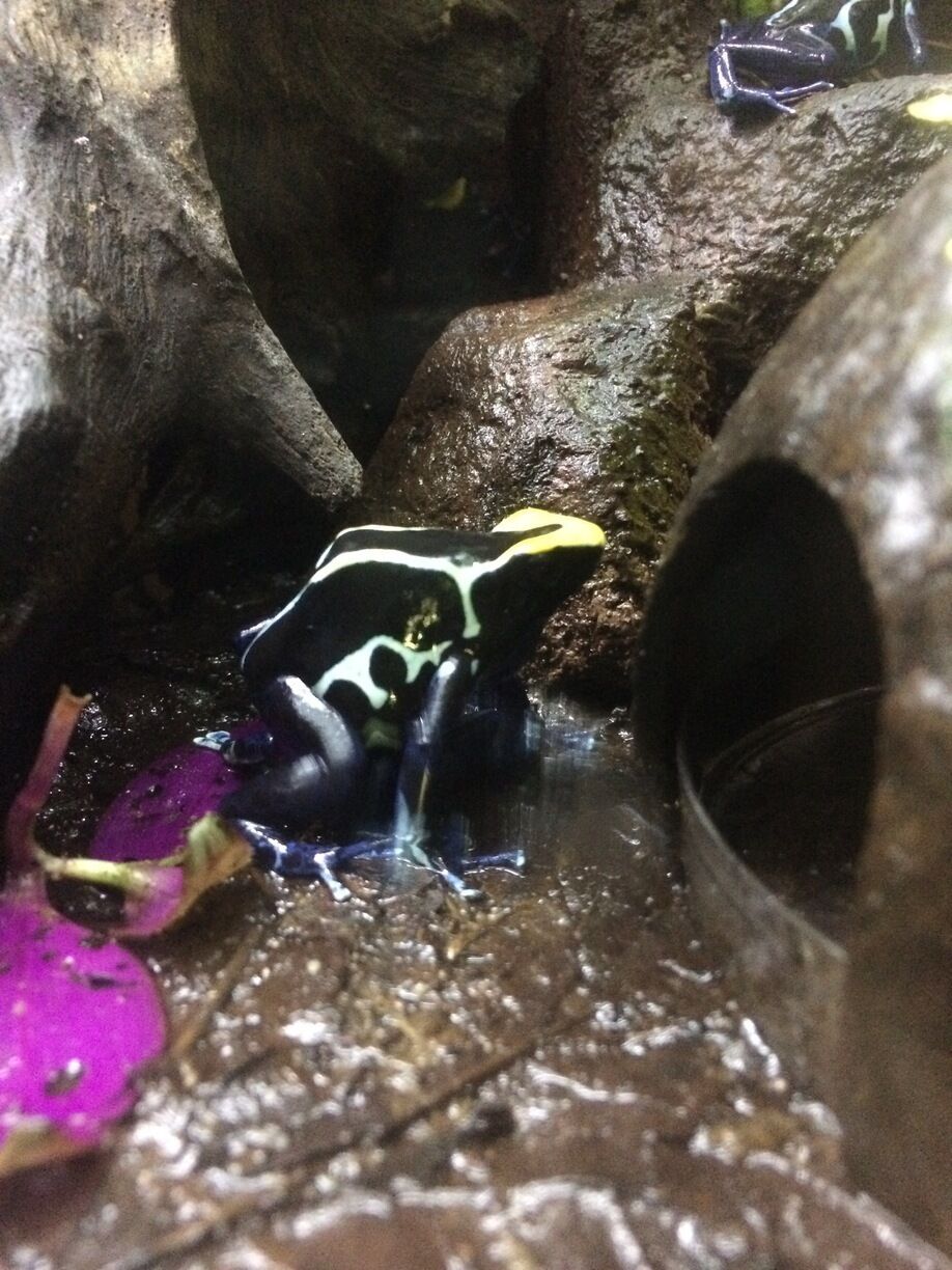 Poison dart frog. 
