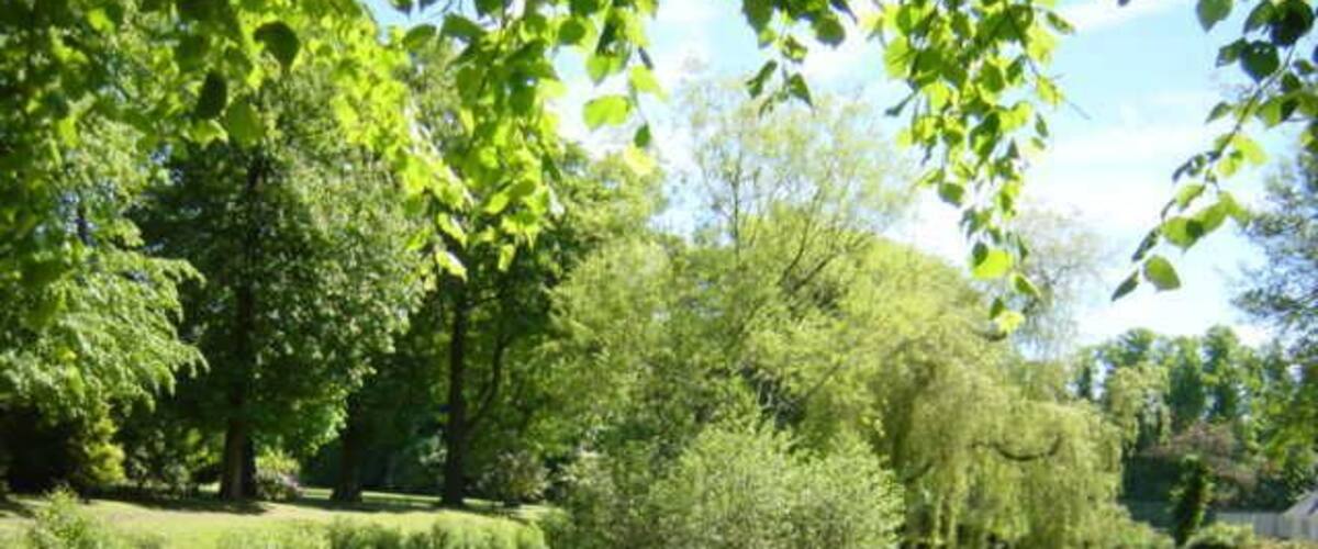 A calm pond surrounded by lush greenery and trees.