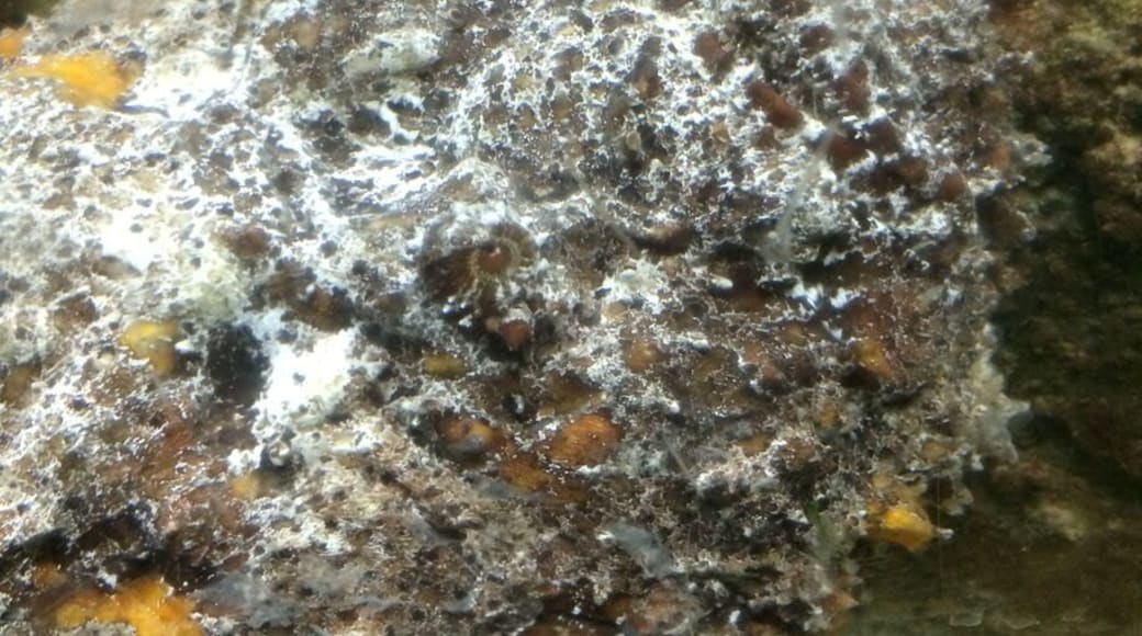 Looks like a stone but this is a "stonefish". Most venomous fish in existence.