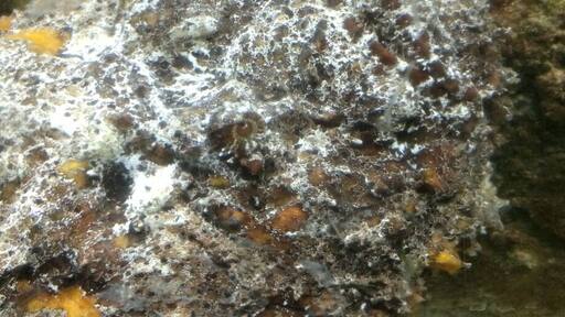 Looks like a stone but this is a "stonefish". Most venomous fish in existence.