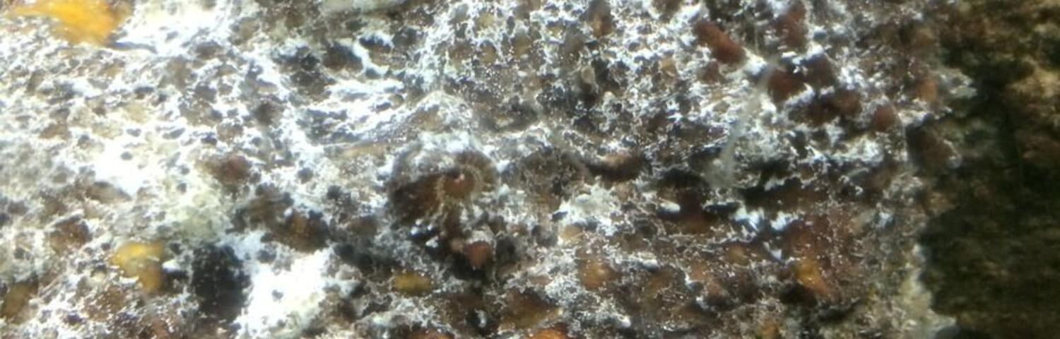 Looks like a stone but this is a "stonefish". Most venomous fish in existence.